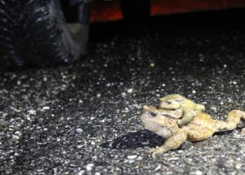 Pandemide araç sayısı azaldı, üreme dönemindeki kurbağalar ezilmekten kurtuldu
